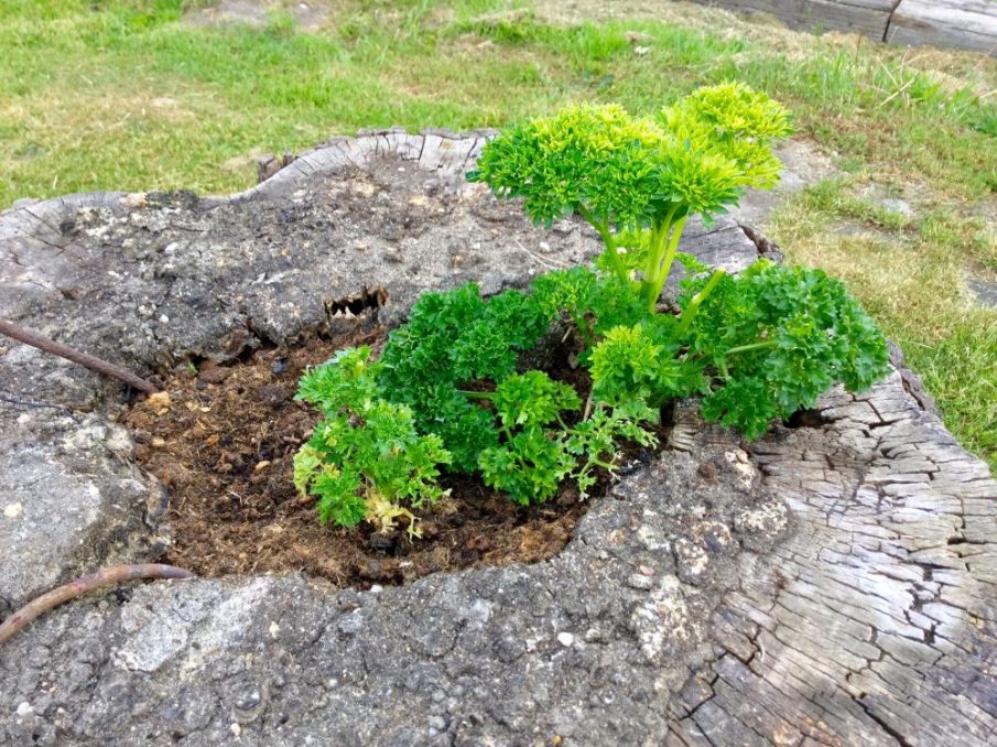 Petersilie im Baum